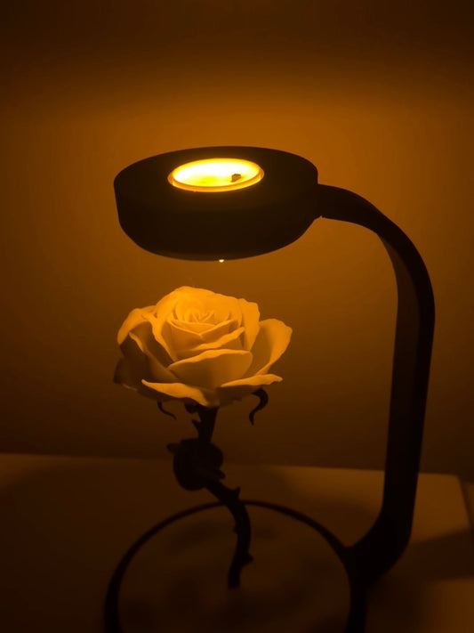 Gül Lambası Beyaz gül